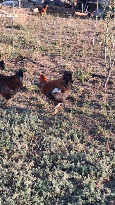 Cocosi sussex portelan  tineri si de alte rase