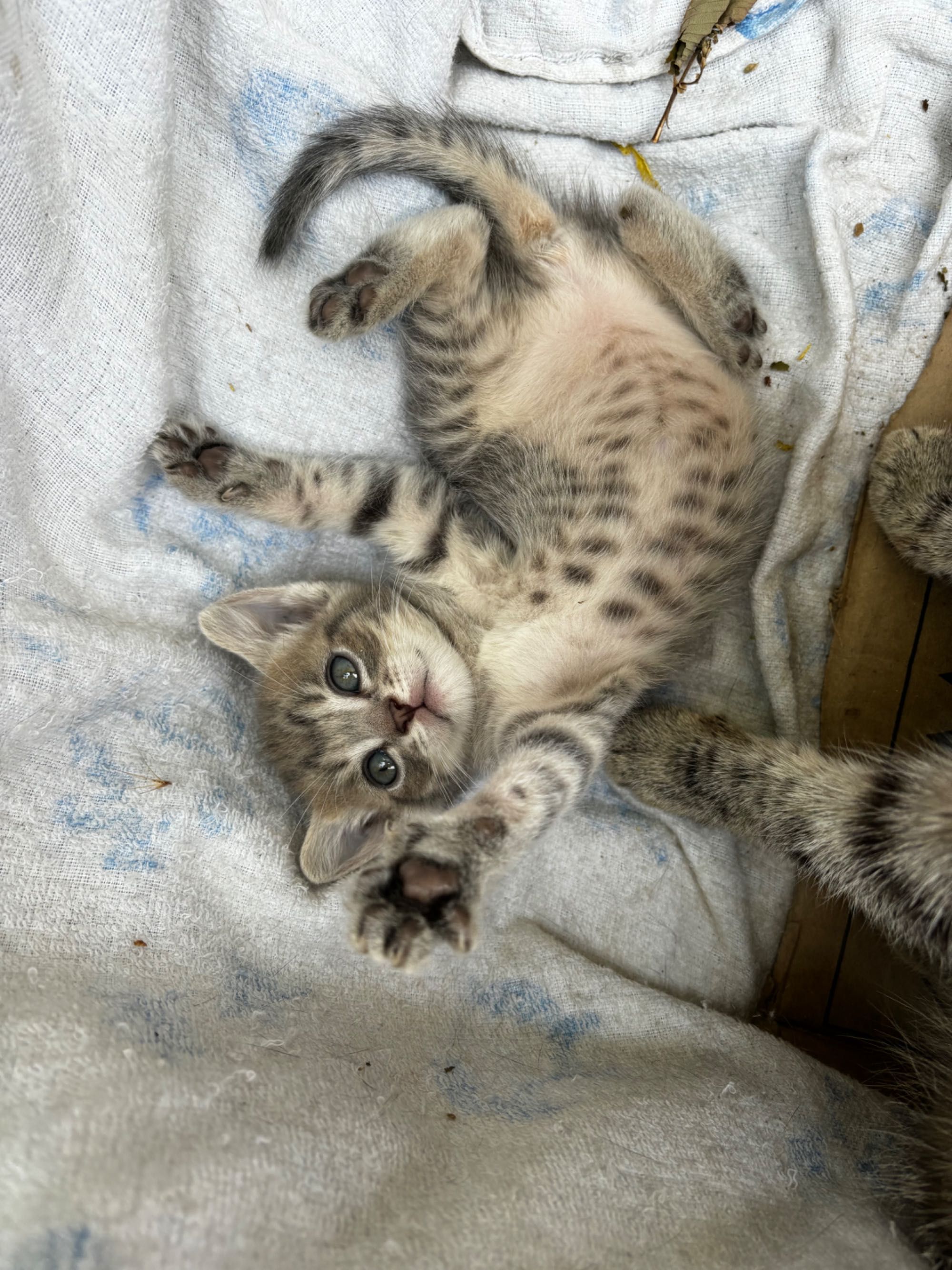 коты в хорошие руки