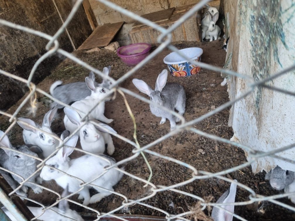 Продаётся кролики