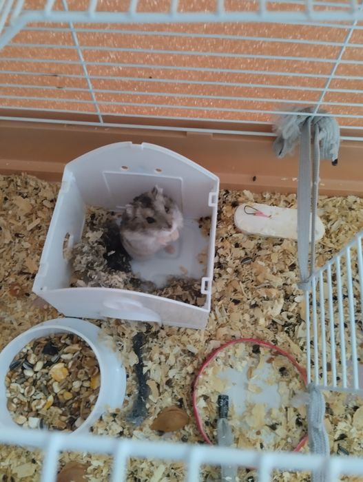 Продам хомяка в месте с клеткой