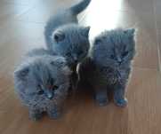 Британски котенца