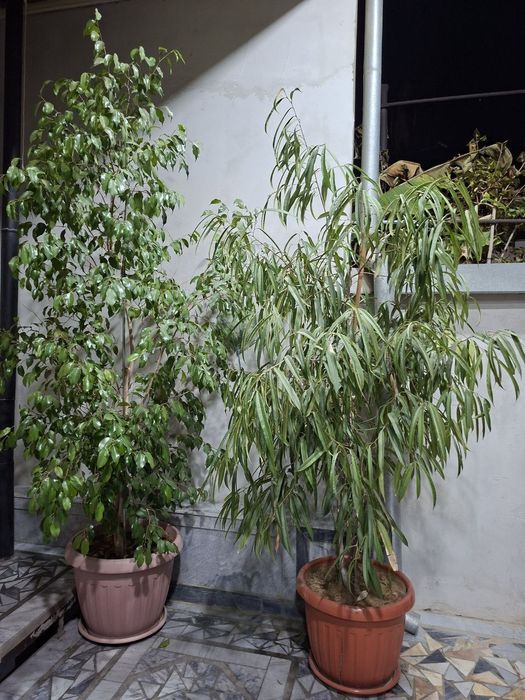 Фикус бенжамин и Фикус бенедикта