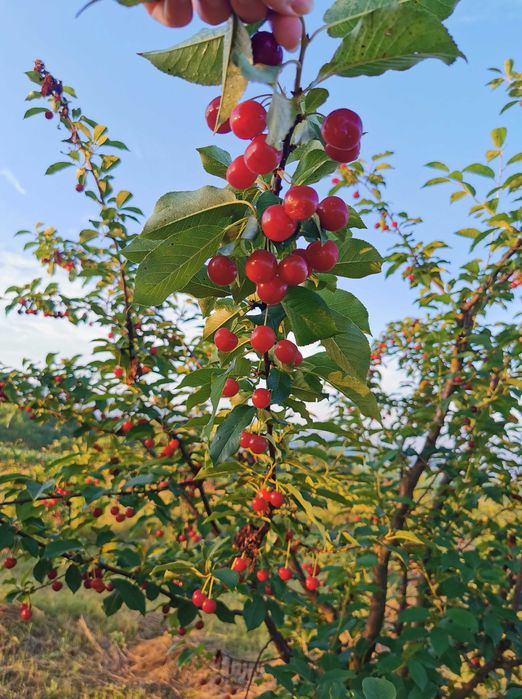 Vând livadă tânără pe rod