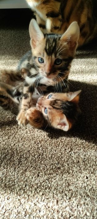 Бенгальские котята