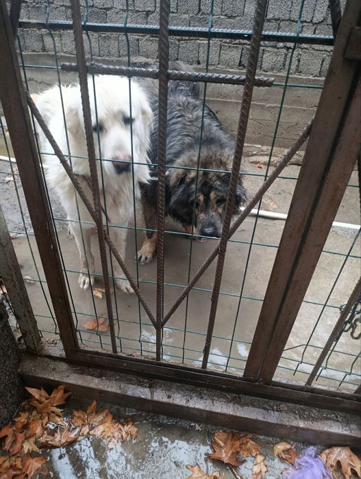 Алиментный щенок.