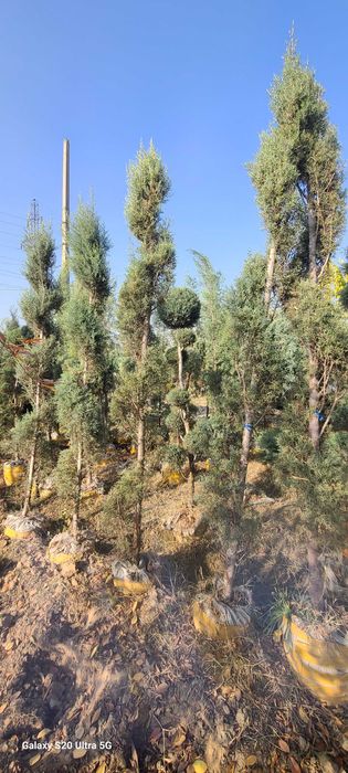 Голубой кипарис арчалар сотилади