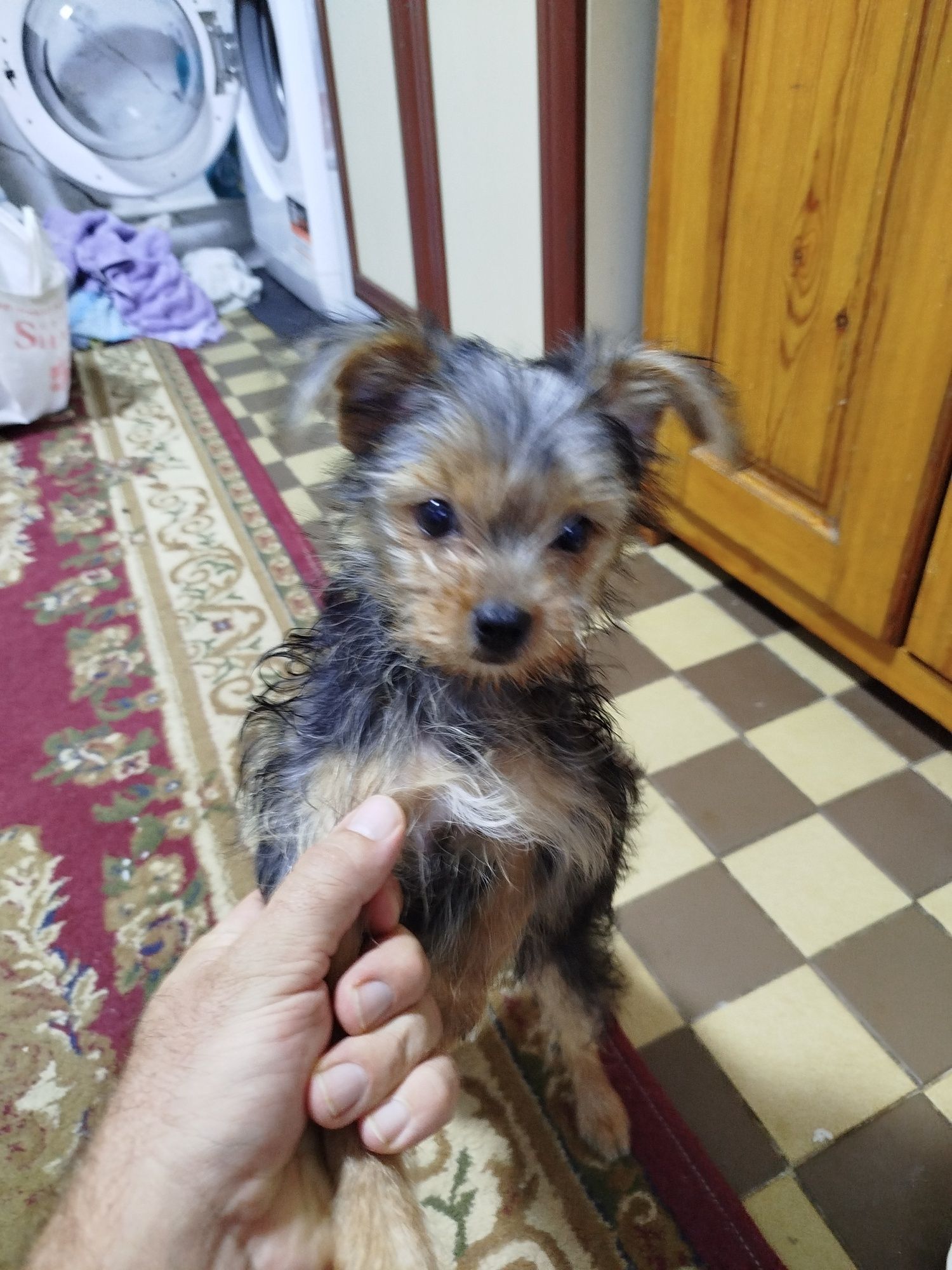 Продаются Щенок Йорка