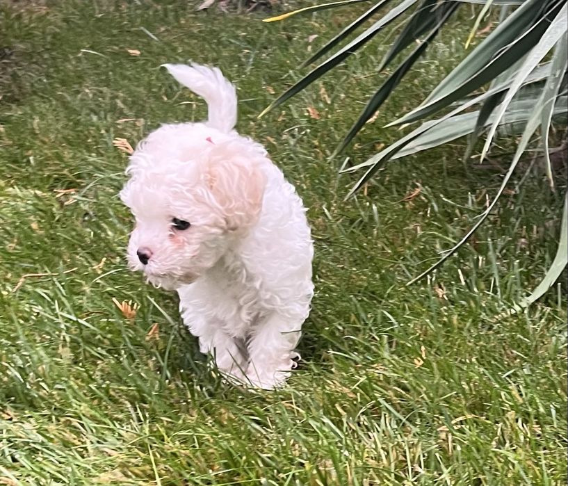 Baietel bichon maltez