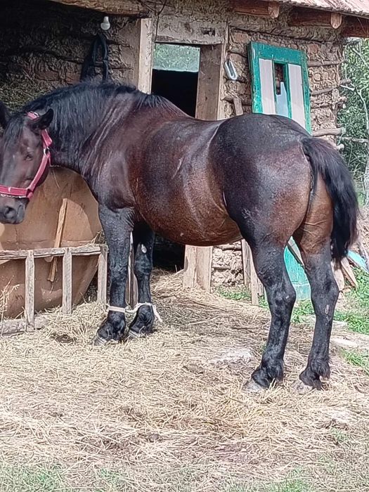 Am o iapă de 7 ani de vânzare