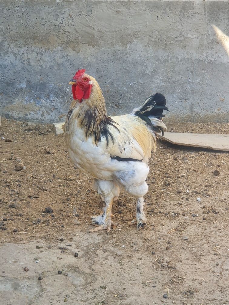 Xòroz savdo  sotamiz