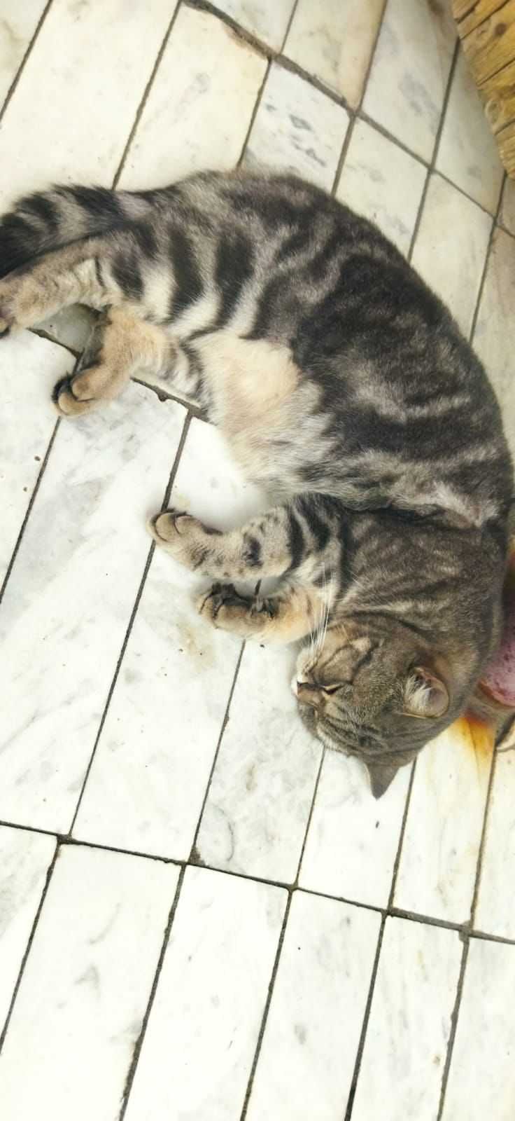 Появился кот. Чей?