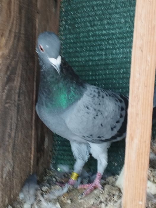 Vând    poștași voiajori