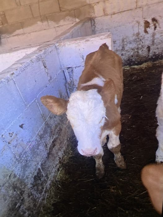 Vand vitel baltat romaanesc