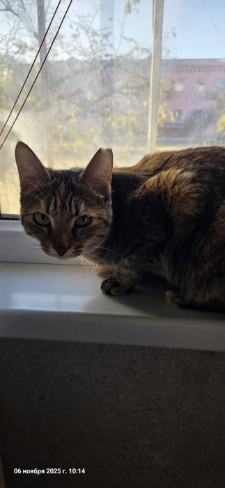 Отдам кошку в добрые руки