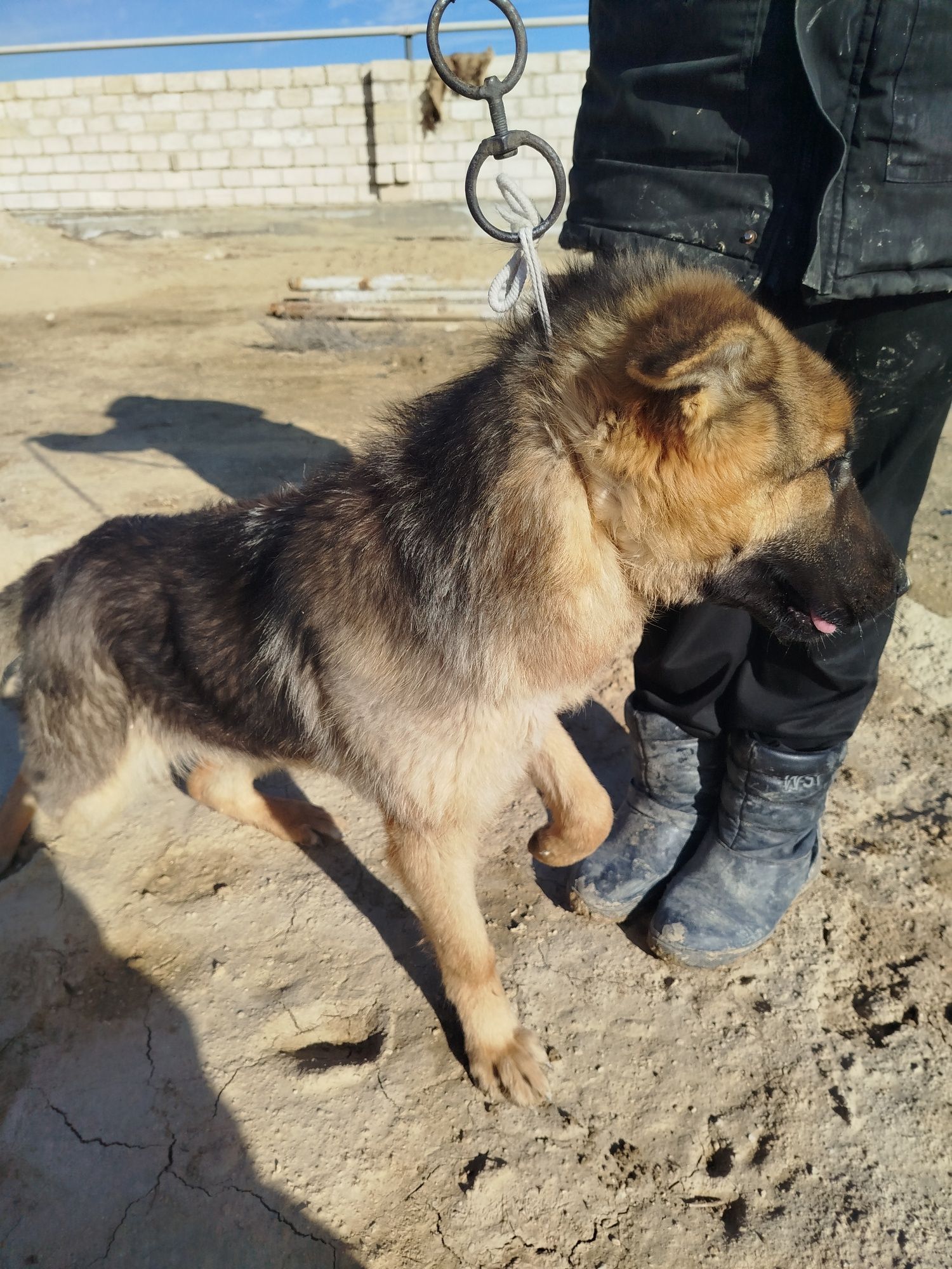 Таза овчарка 1 жасында ұрғашы ит