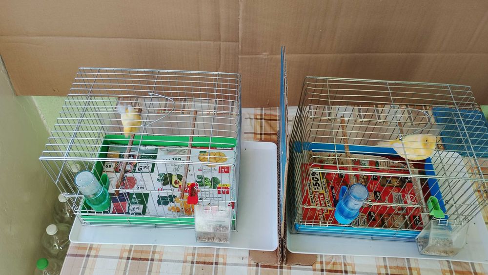 Орфей-мъжко и женско.Млади,тазгодишни.