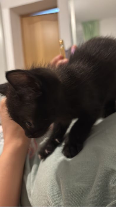 Отдам котенка в очень добрые руки