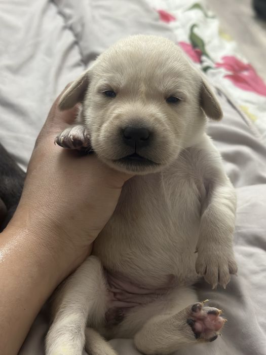 Готовятся к бронированию щенки лабрадора ретривера