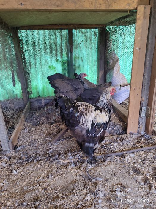 Brahma Herminat Închis