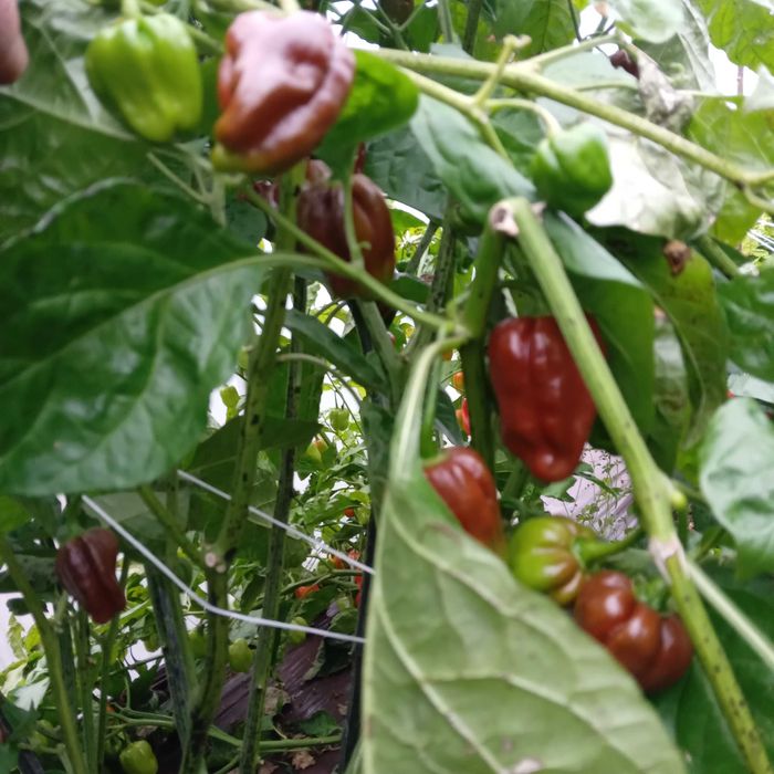 Vând ardei foarte iuţi proaspeţi soiul Habanero