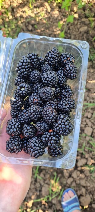 Vînd mure soiul Thornfree!!!