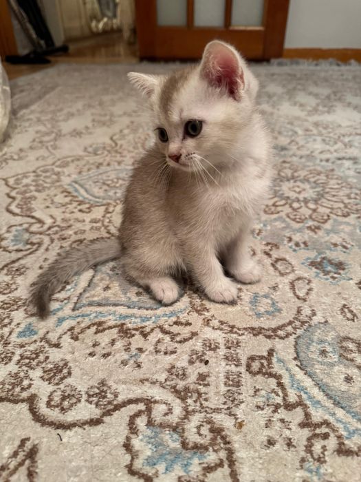 Шотландские котята