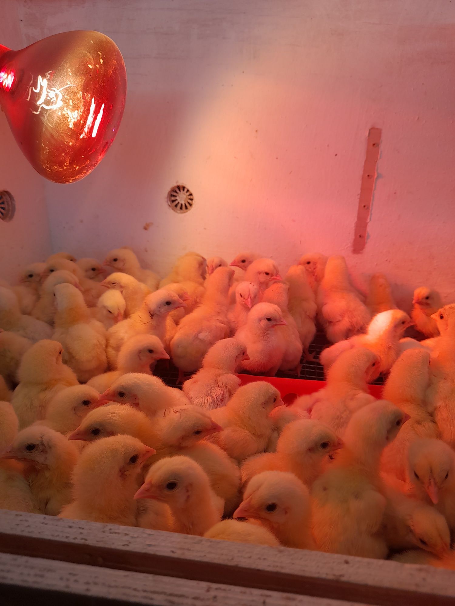 Продажа цыплят Породы Ленгорные Голландские бройлегные