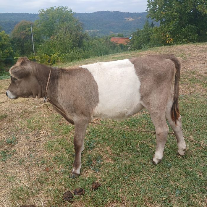 Vițea bună de ținut