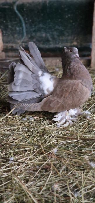 Porumbei voltati indinei