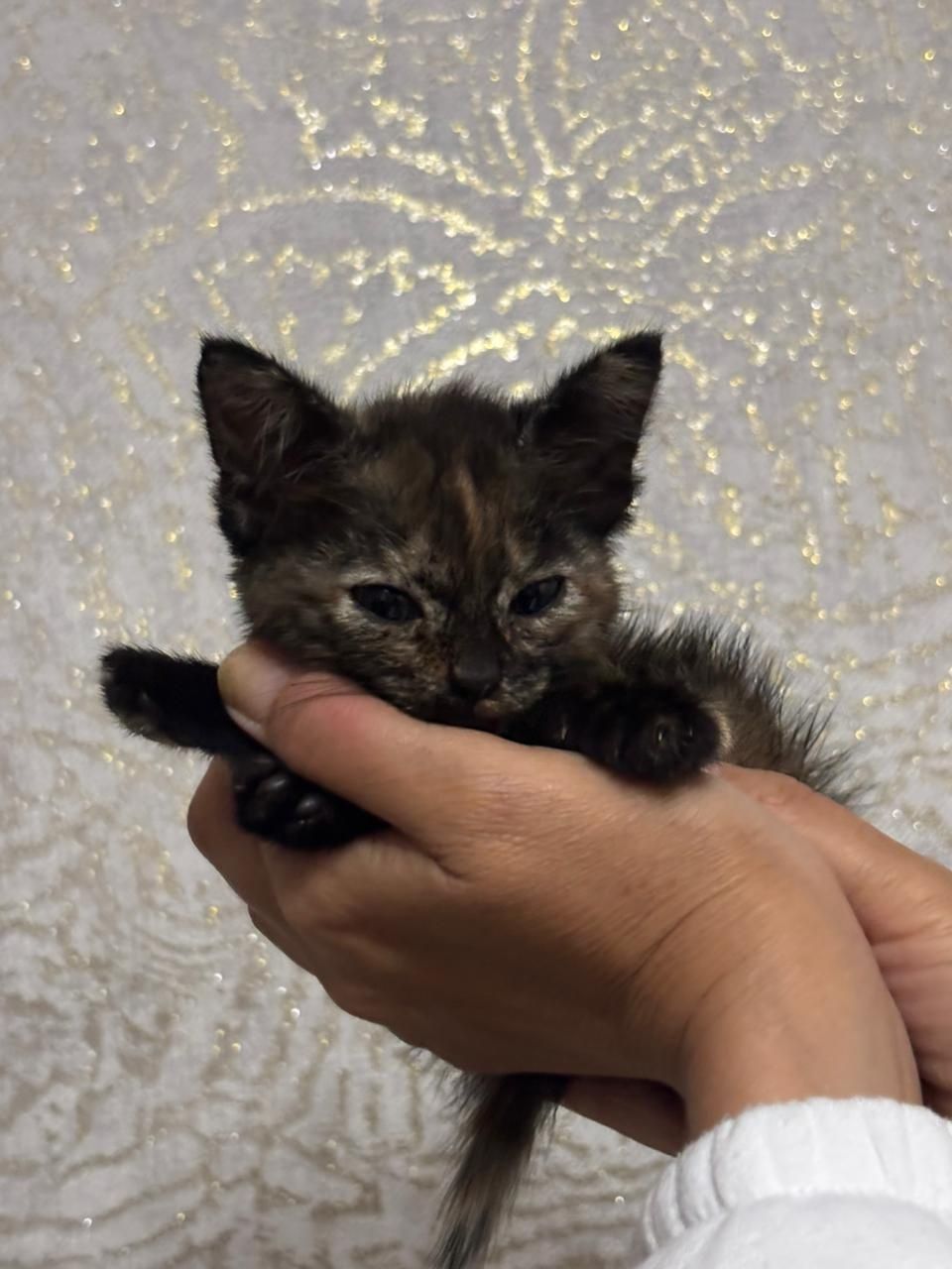 Отдам котёнка в хорошие руки