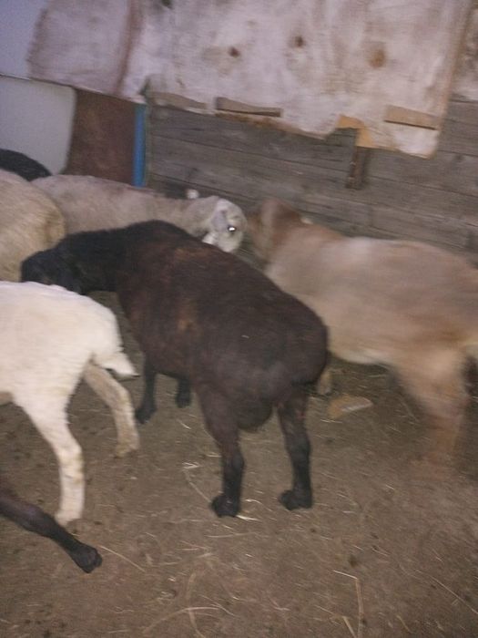 Кой сатам жагдайлары жаксы