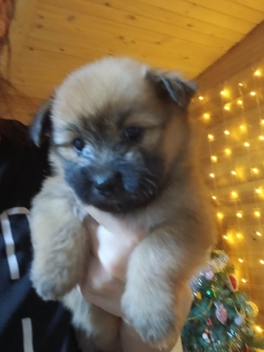 Кученца йорки - шпиц