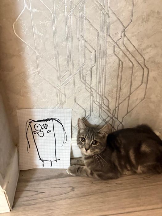 Отдам котенка в хорошие добрые руки в связи с переездом