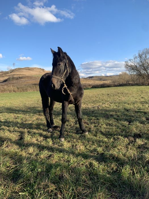 Vând Mânza de 2 ani