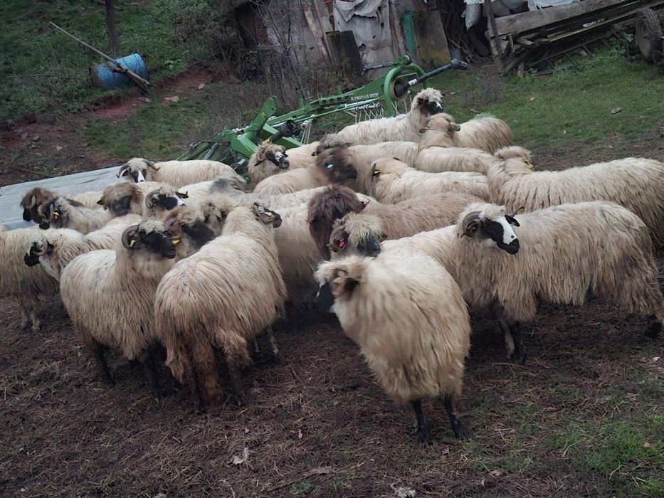 Vând 25 de oi bune de ținut.