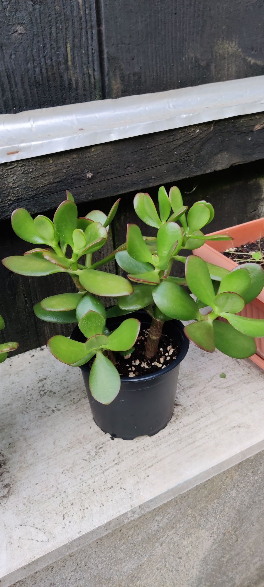 Crassula ovata pomul cu bani