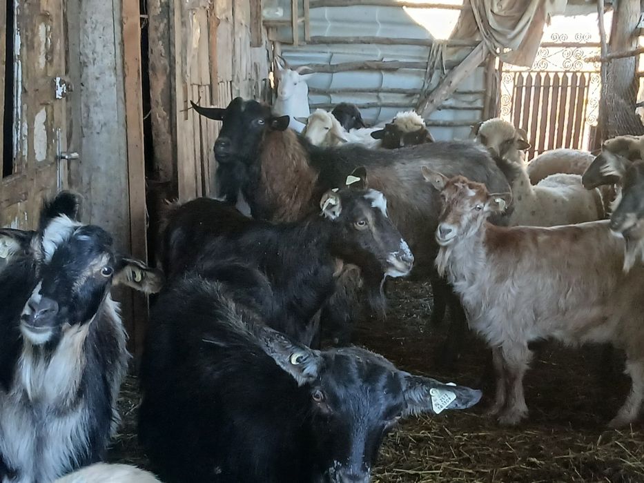 țap alpin 1 an jumate