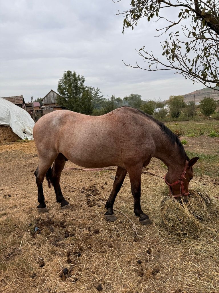 Vând cal blând ofer proba la fața locului