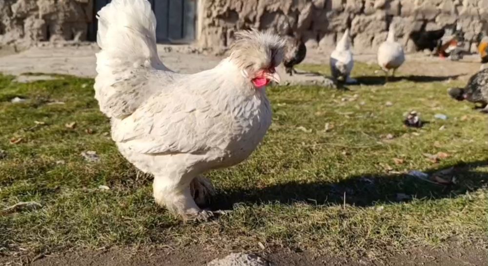 Залатой Себрайт японский куриц