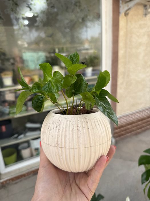 Кофе Арабика цветет ароматными соцветиями