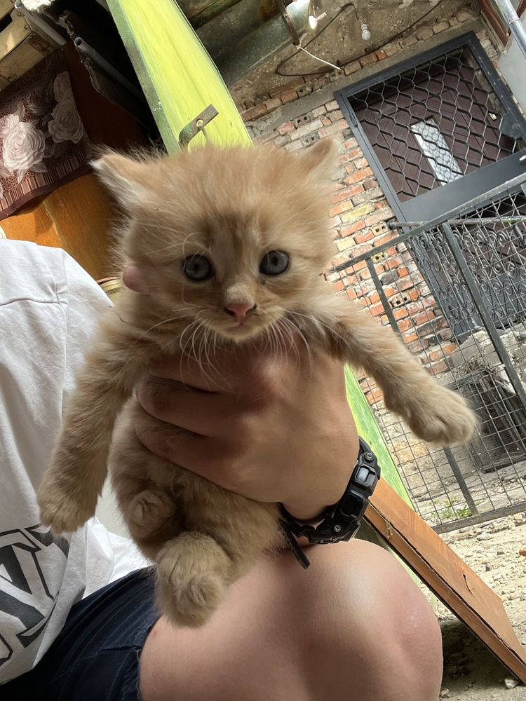 Подарявам котета