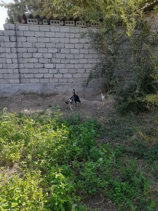 Dakan joja va tovuqlari