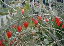 Butași de Goji
