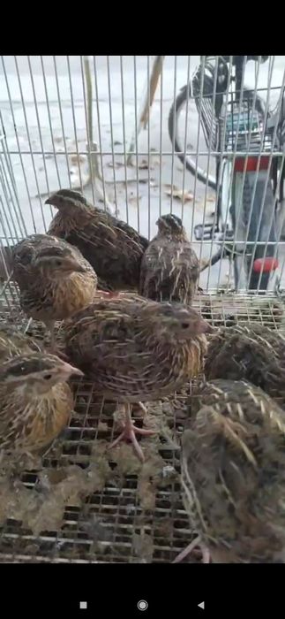 Bedana bor zo‘r semiz zo‘r