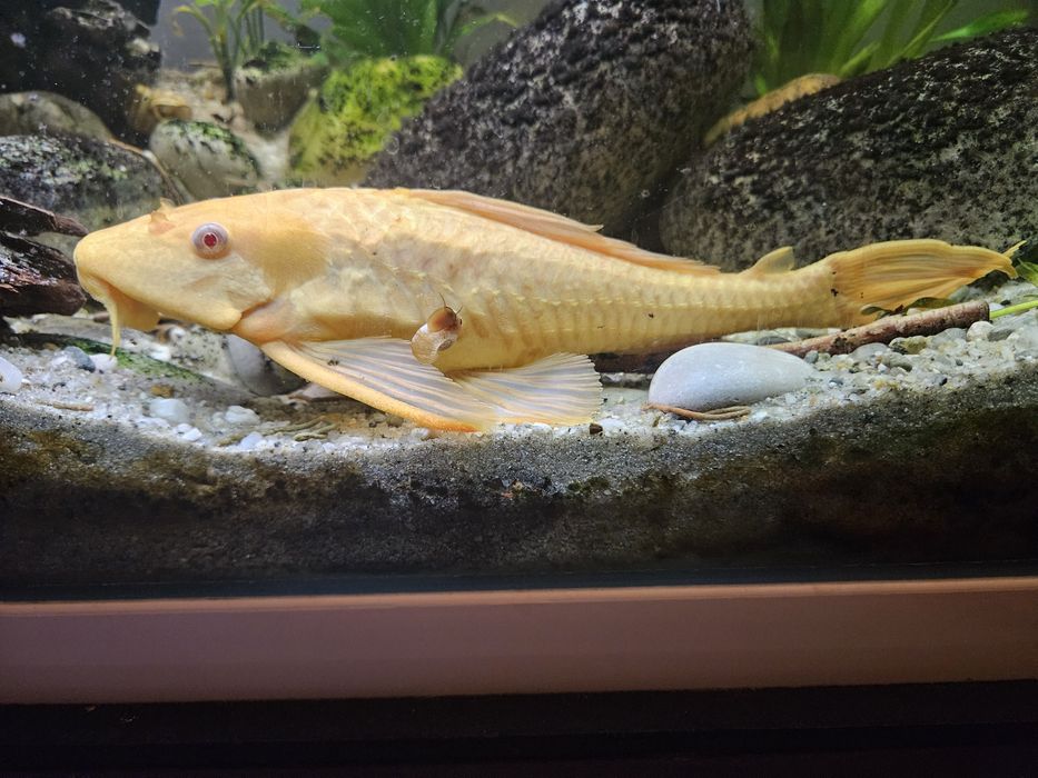 Pleco sanitar Plecostomus