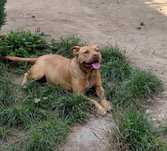 DONEZ catelusa Amstaff !!!