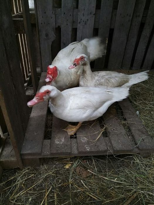 Продам индоуток белых