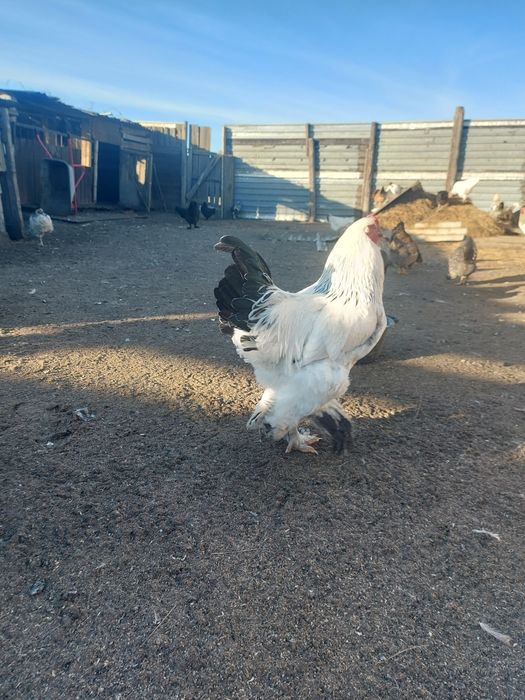 Продам петухов брама