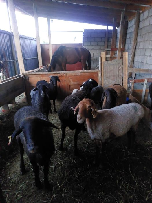 Саулықтар семіз-65000тг
Тоқты-қошқарлар-55000тг