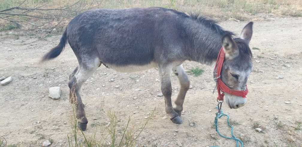Magar de 4 ani cu tot cu șa